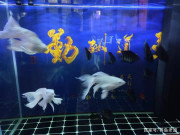 晾曬的自來水出現小蟲子，可以給觀賞魚換水嗎，是否