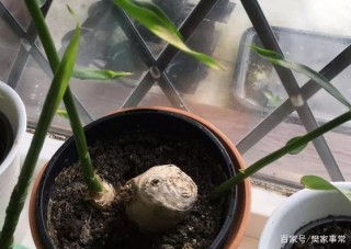 盆栽花草植物總養不好？四是適當粗放栽培，使植株長勢更旺
