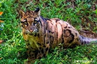 地球危險了？貓科動物集體向高處遷移，科學家警告：人類早該重視