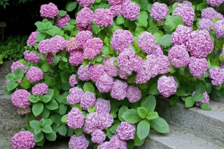 想要繡球花順利開花？牢記掌握6個小技巧，學會了花開一茬接一茬_養護_植株_長勢