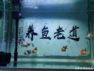 今天洗過濾棉，明天再換水，會有什麼好處？