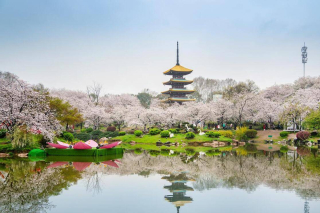 三月去哪兒玩？6個目的地，賞春日繁花，看世外田園_櫻花_金川_梨花
