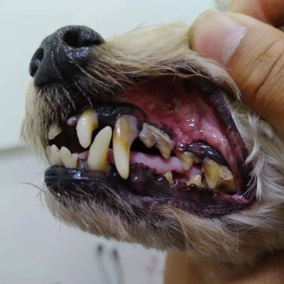 貓狗口臭不是上火！是牙齒在 “悄悄爛掉”_口腔_嘴巴_牙根