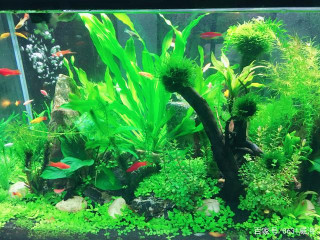 適當讓觀賞魚適應一年四季溫度是有利的，合理利用溫度環境養魚