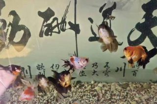 萬事皆有可能，但是把清道夫魚和金魚混養，我們一定