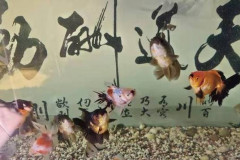 萬事皆有可能，但是把清道夫魚和金魚混養，我們一定