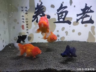 在魚店老板看來，下列這些觀賞魚死亡率很高
