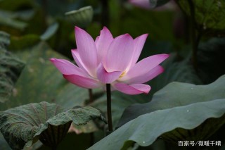 4大星座苦盼姻緣到來，11月初私念灼心，滾燙的請，不負相思！