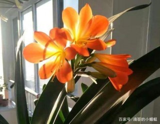 下周六開始，思念如風，愛情繼續，3星座舊愛瘋狂倒追，再嘗甜蜜