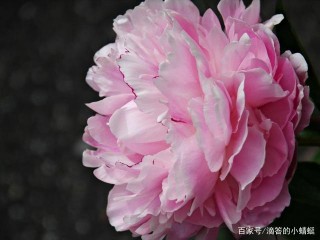 一月底，喜鵲臨門，鴻運當頭照，桃花片片連成海，喜獲真愛的星座