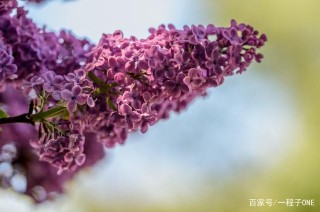 4生肖女對家庭負責，對愛情認真，婚姻剛剛好，幸福生活不缺席