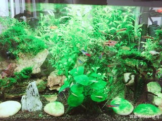 觀賞魚中的（老頭魚）是如何煉成的，我來說下我的一些觀點。。