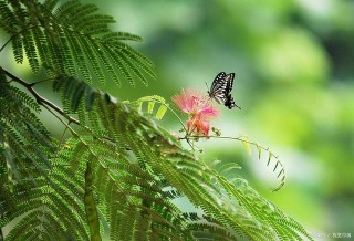 談談練氣、養生與技擊