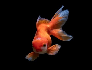 水族玩家要如何選擇好看又好養的觀賞魚來混養？