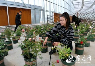 “網紅樂園”助力耿圩多肉特色旅遊