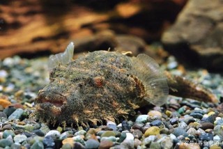 毛毛狗頭魚，有很多魚友喜歡飼養它，它的樣子可愛嗎？