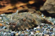 毛毛狗頭魚，有很多魚友喜歡飼養它，它的樣子可愛嗎