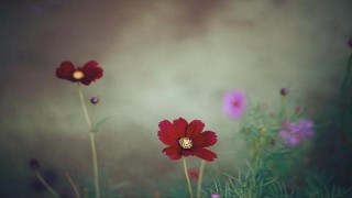 心隨情動，相思徘徊，幸福如花兒綻放，3星座心軟回眸