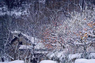 一場大雪後，威海裏口山美成了“雪域天堂”