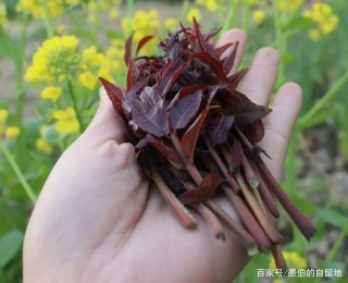 豐縣農村的這些野菜中，第八種美食直擊心靈，吃過的人寥寥無幾！