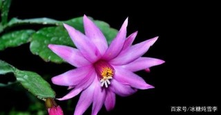 八月，桃花醉人，她的前輩回頭陷入四大星座的愛情漩渦