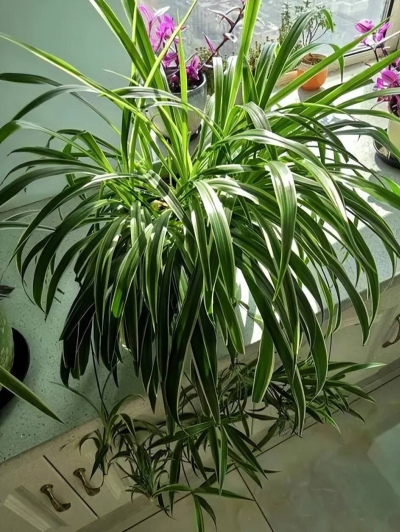 4種花再喜歡也要搬出去，對身心健康不好，看看你家養了幾種？