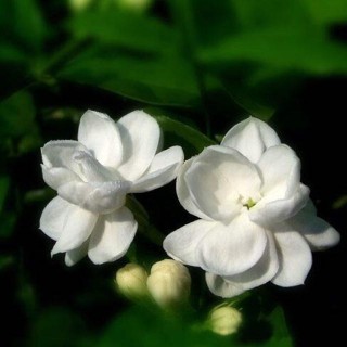 廣東一戶人家，在陽台上種滿了花卉，花朵鮮豔，一看就有意境