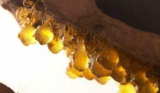 小身體大胃王，這種螞蟻能吃下近十倍的食物，因太好吃成人類零食