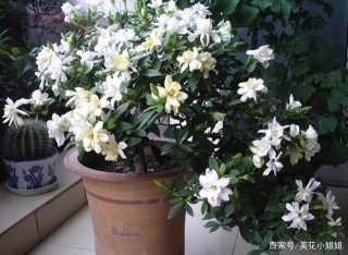 北方盆栽杜鵑、梔子花，重點關注這3地方，長葉開花不成問題
