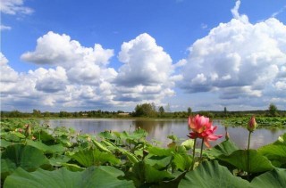 新青國家濕地公園被評為國家4A級旅遊景區