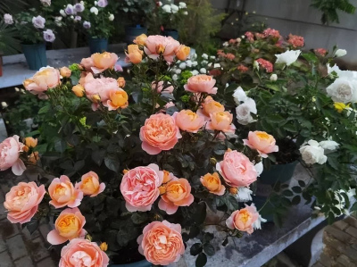 雲南一小姐姐在露台養花，打造成月季花園，一年到頭花不斷，美哉
