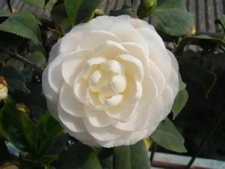 這種木本植物，花色“冰清玉潔”，漂亮不遜荷花玫瑰，是盆栽佳品