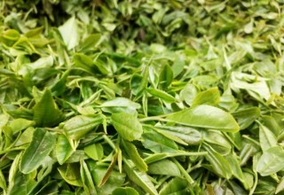為何老茶客獨愛封園茶？