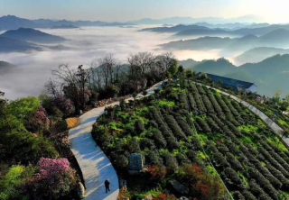 天茶園裏逐夢人：夏國勳與安化紅茶的複興之路_茶葉_湖南省_公路