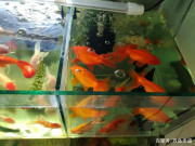 為什麼說新魚入缸後的毛病最多？大部分源於水質問題