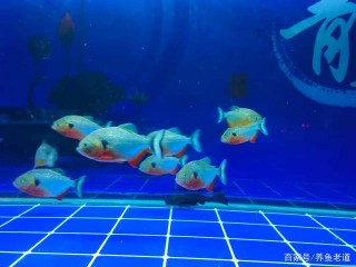 為什麼定期換水、喂食，觀賞魚還是會患病呢？