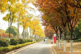 美麗江蘇·每日一景丨泰州：冬日暖陽 夢幻畫卷