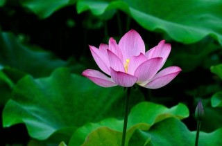 10月中旬，窮日子馬上結束，投資好運連連，天天掙大錢的星座