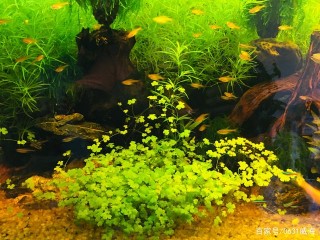 養好觀賞魚需注意（單養為佳）（精混為上）（亂混必傷）你懂了嗎