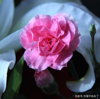 1月末，舊情苦澀，桃花甜美，有望重逢抱緊的3星座