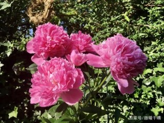 11月初，守得雲開的4星座，桃花蔓延而來，餘生不離不棄