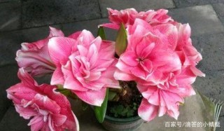未來五天，丟下憂愁煩惱，生活和和美美，沖破逆境迎光明的星座