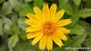 10月1號開始，喜鵲門前叫，3星座錢財四方來，事業扶搖直上！