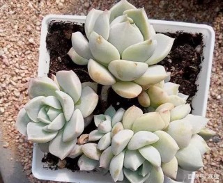 新晉網紅植物多肉，該怎麼盆栽？兼顧3個環節，植株狀態最佳！