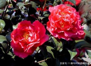 下周7天，笨拙喜歡，瞬間眼紅，3星座心中有你，一生懷念