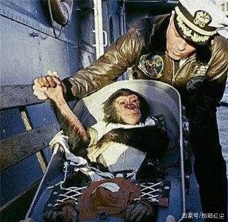 59年前美國將一只猩猩送入太空，曆經冒險回到地球，後來怎樣了？