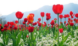 12月，姻緣旺，桃花開，4星座新婚之喜，愛情正果
