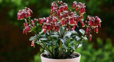 常見的5種“一次性花”，開完就趕緊淘汰吧，留下來不開花白費力