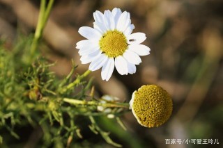 人生道路寬闊平坦，四通八達的星座，不羨慕別人，只專注自己成長