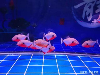 魚缸水質有問題，也要注意排查順序，同樣很重要